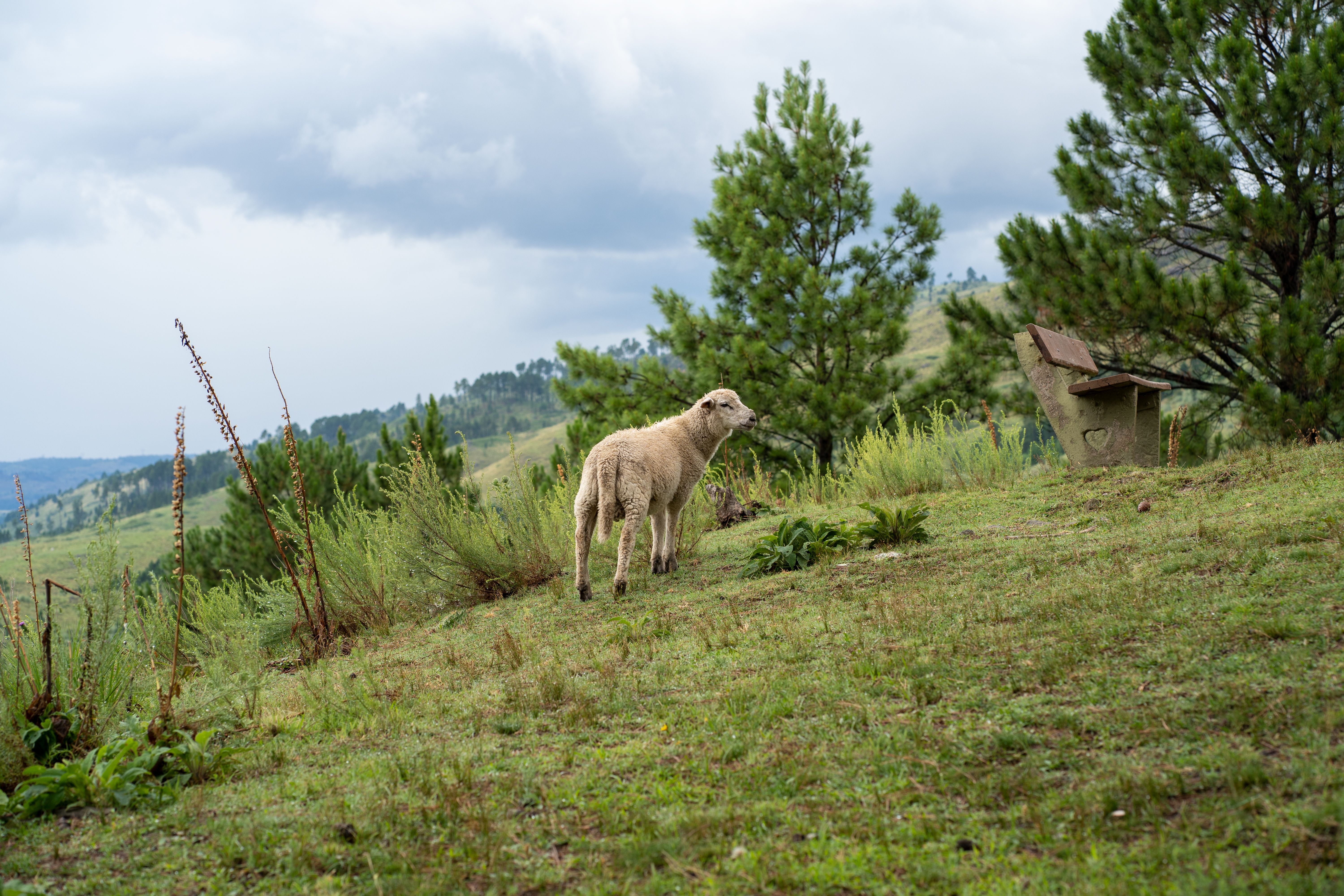 Sheep Grazing in Córdoba Hills Landscape · Free Stock Photo