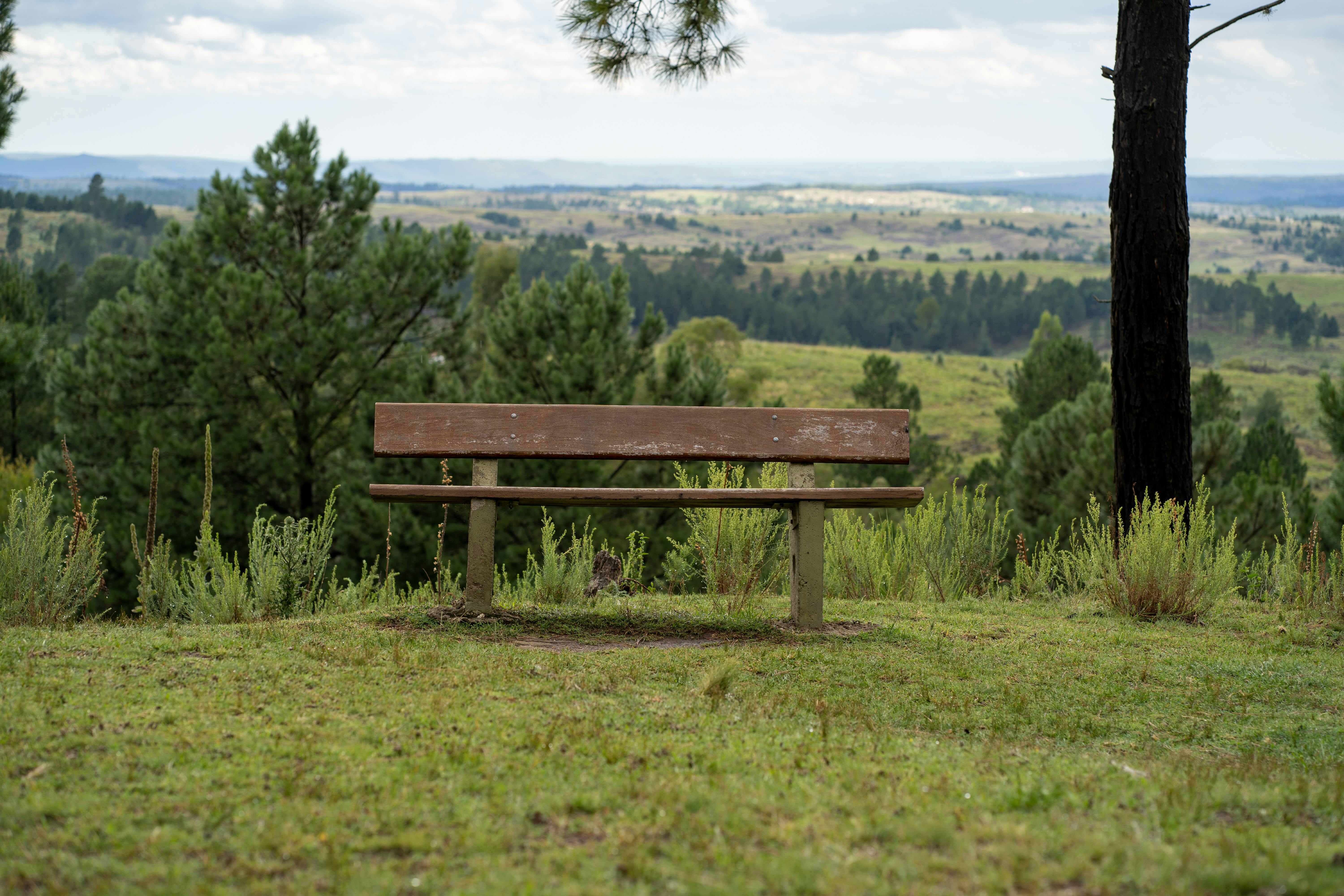 Gratis Immagine gratuita di alberi, amante della natura, ambiente Foto a disposizione