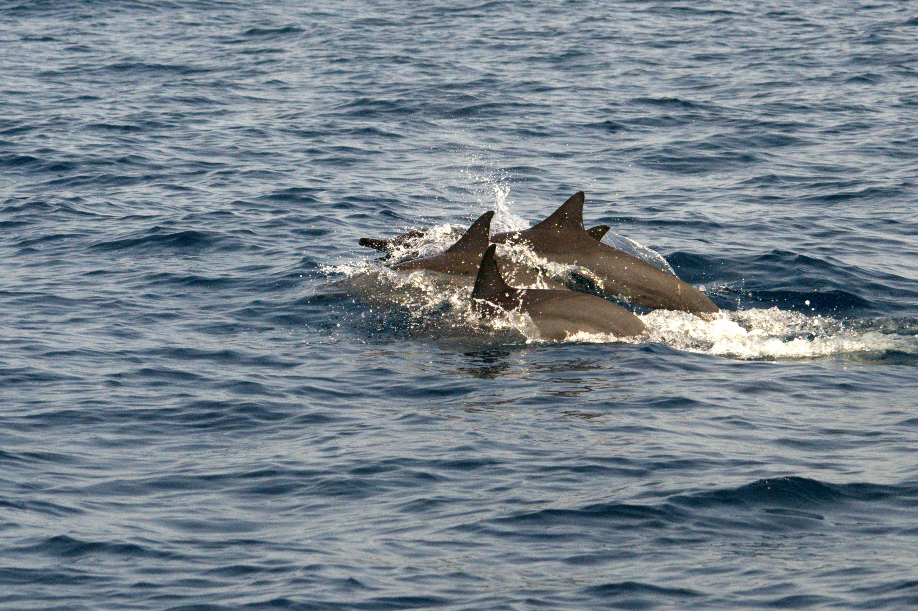 科技：3大因素威脅香港海豚生存！專家警告生態危機迫在眉睫