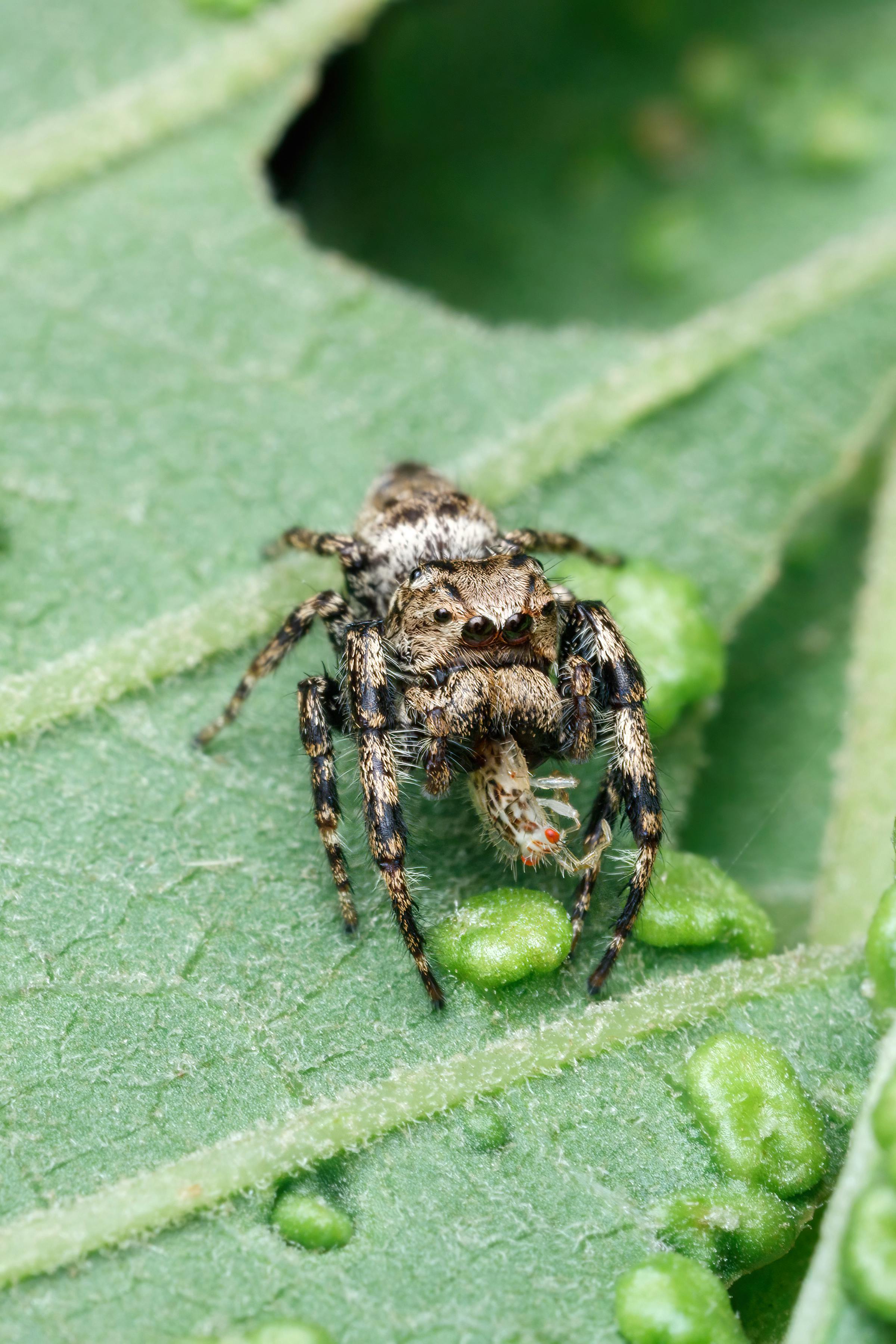 Detailed macro photo of a jumping spider on a leaf, showcasing intricate textures.