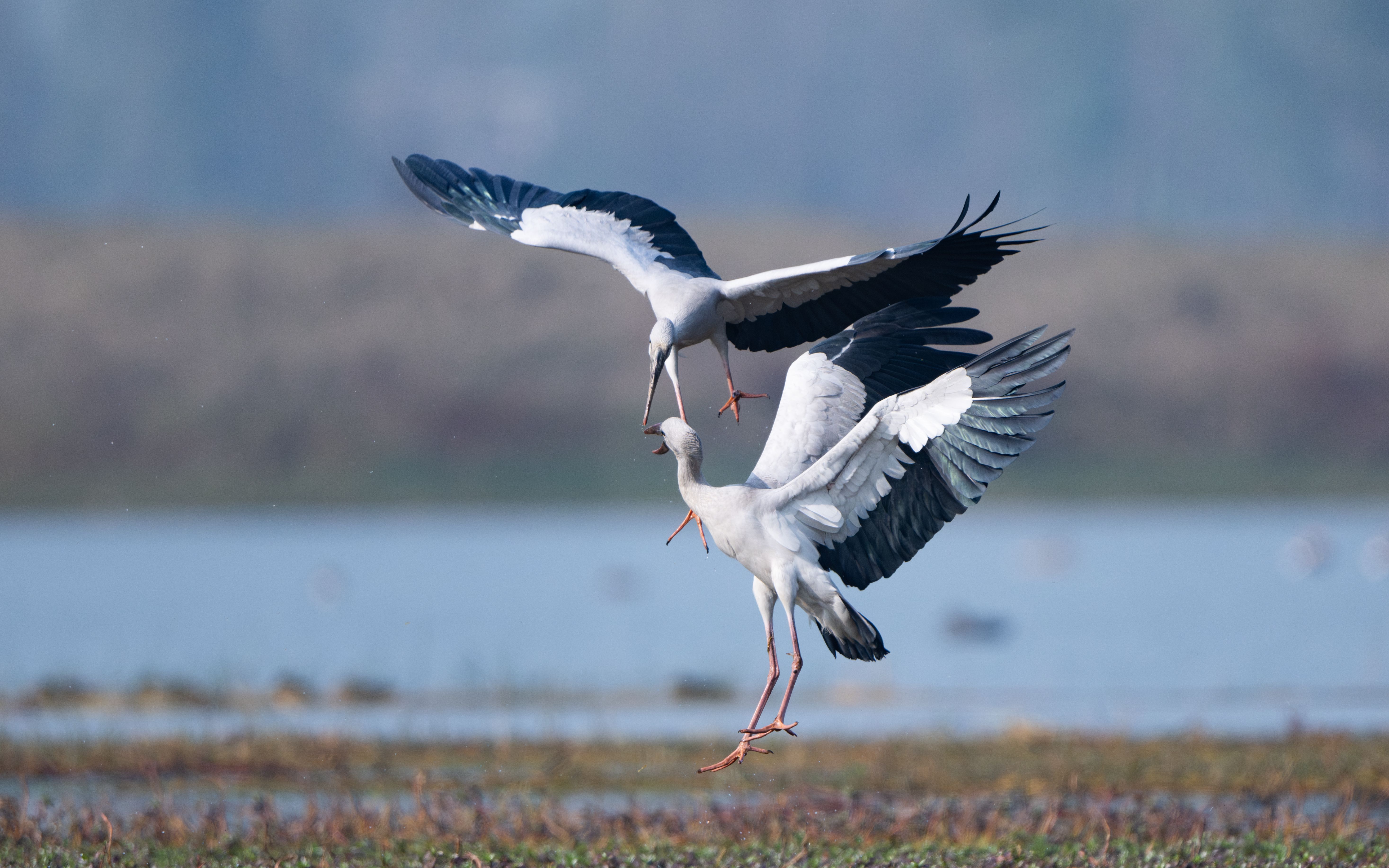 Majestic Storks Engaged in Graceful Aerial Dance · Free Stock Photo