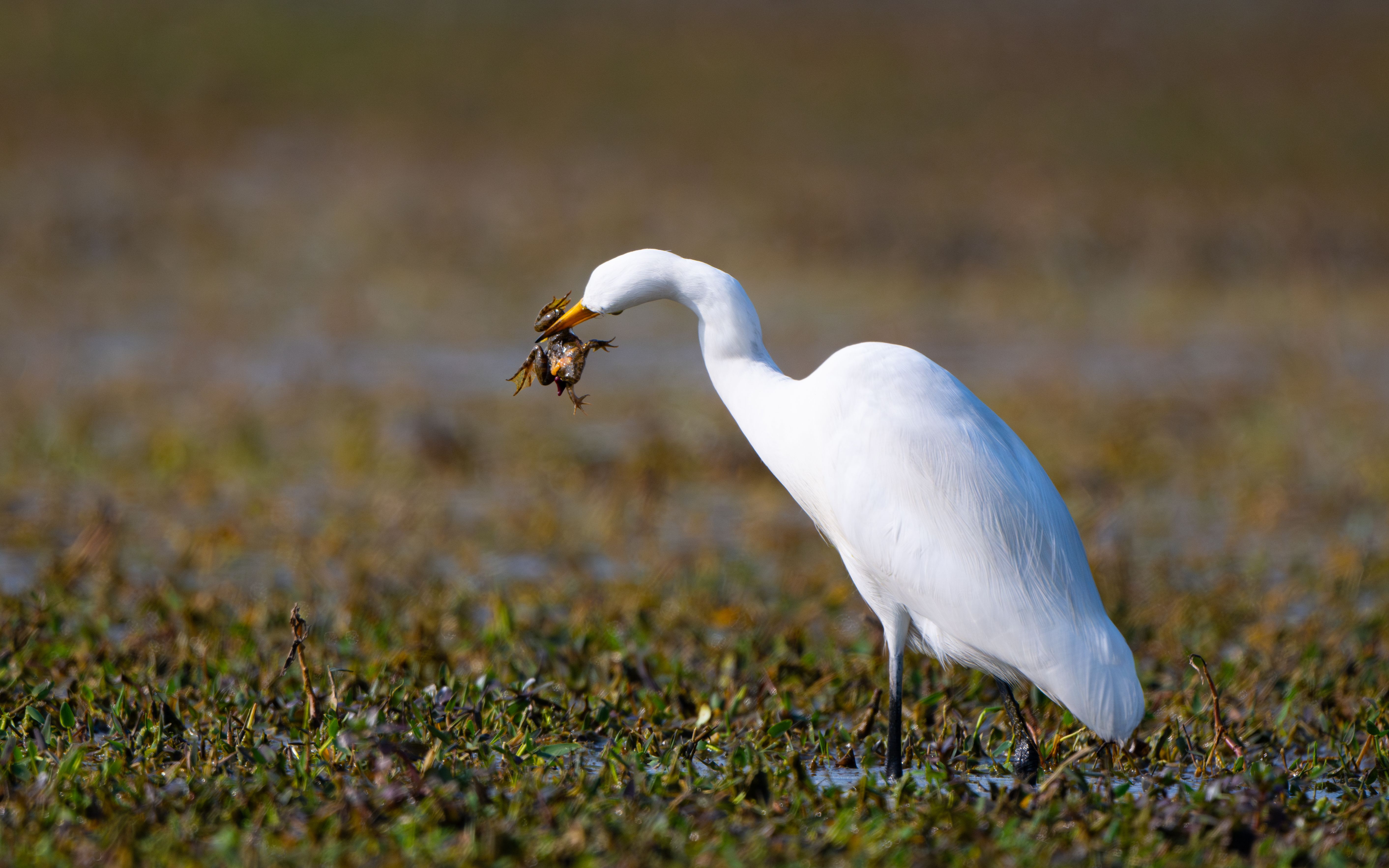 Great Egret Catching Prey in Natural Habitat · Free Stock Photo