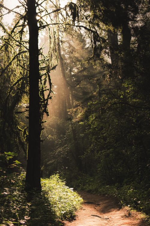 Free Serene forest path with sunlight filtering through trees, creating a mystical atmosphere. Stock Photo