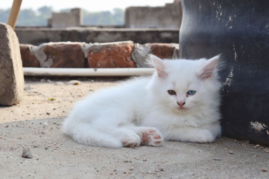Charming white kitten with heterochromia relaxing outside on a sunny day.
