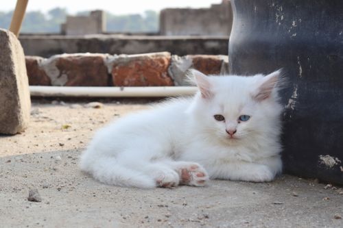 Free Charming white kitten with heterochromia relaxing outside on a sunny day. Stock Photo