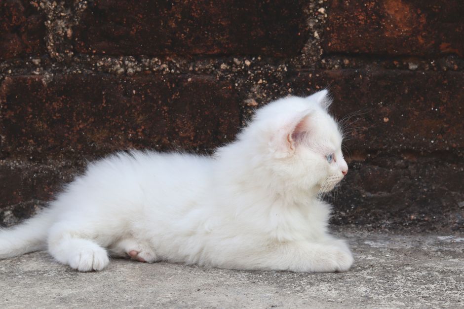 Adorable fluffy white kitten lying on concrete by a rustic brick wall, showing its playful side.