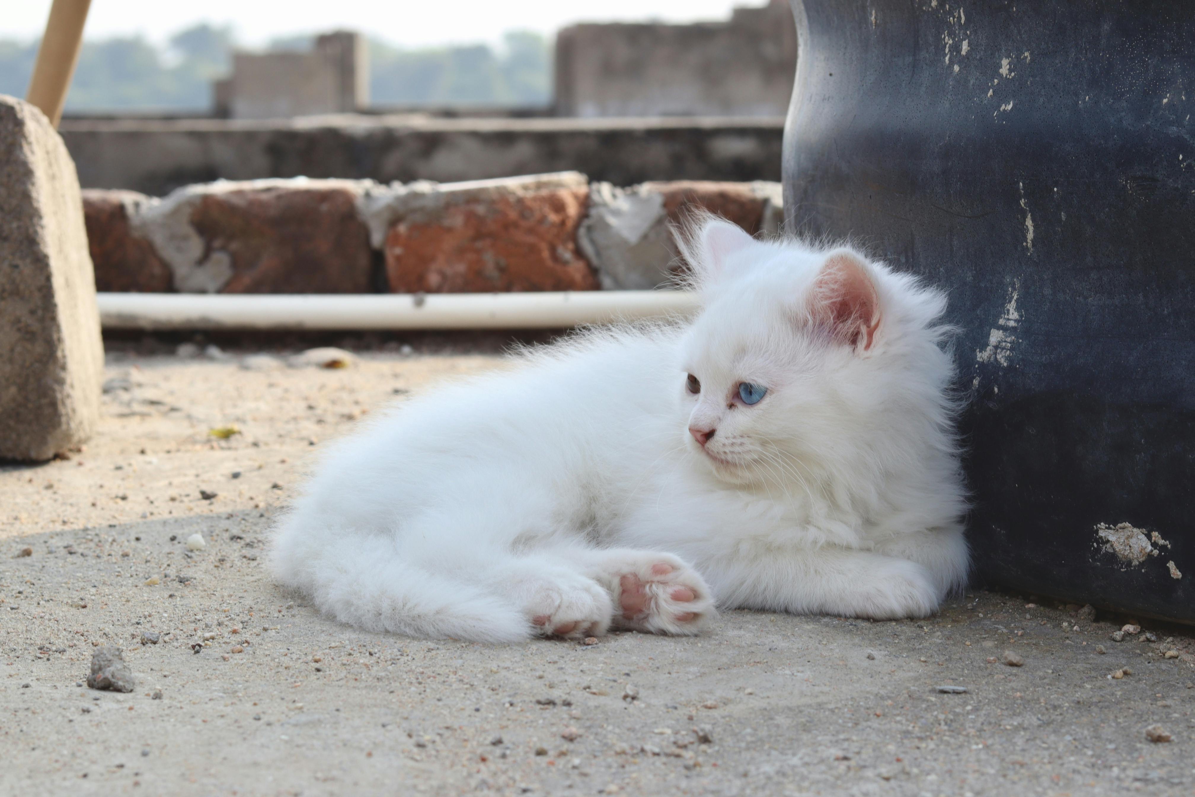 pet lifestyle bhopal — Photo by Fahad Puthawala on Pexels