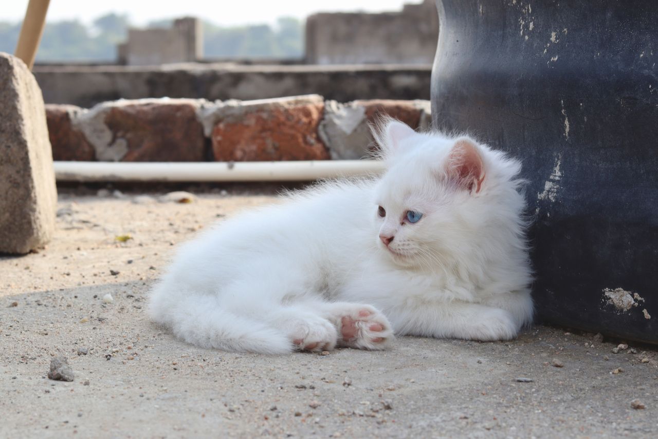 cute white kitten with blue eyes lying on concrete outdoors during day