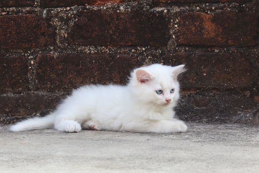 Cute white kitten with blue eyes relaxing against a brick wall outdoors.
