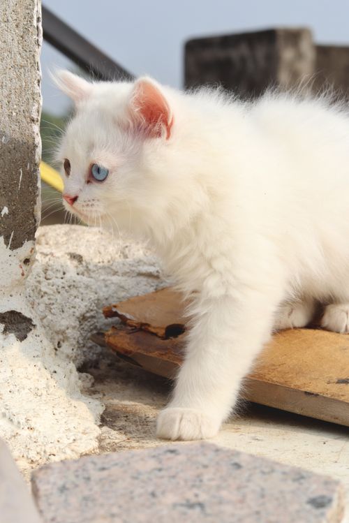 Free Adorable white kitten with blue eyes exploring outside on a sunny day. Stock Photo