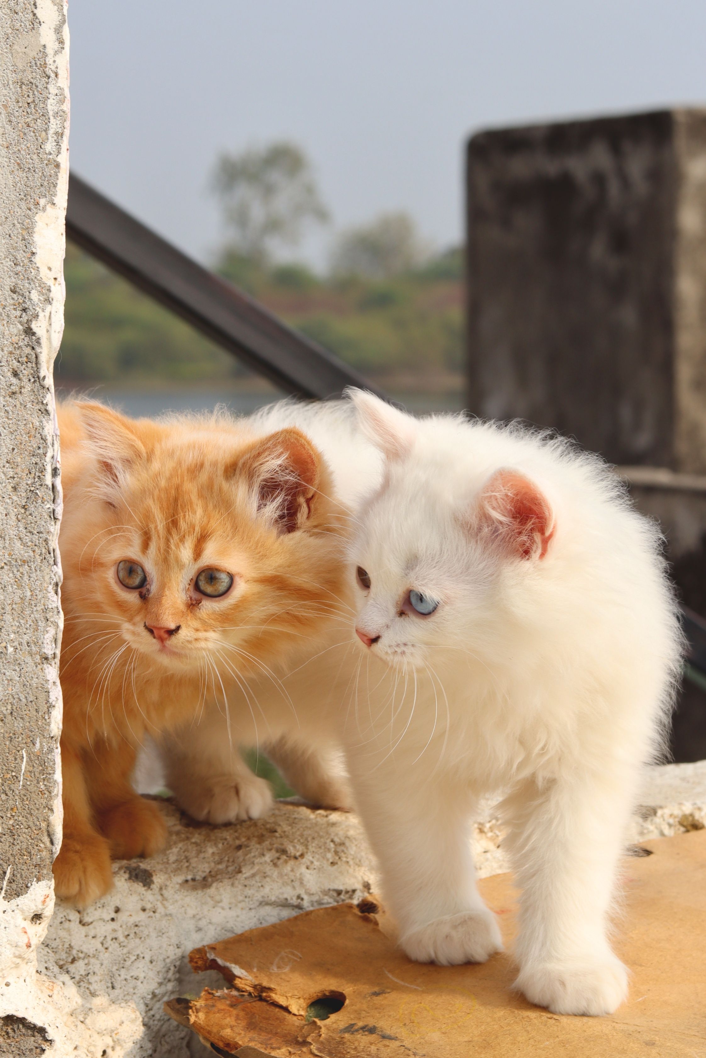 Adorable Pair of Kittens Exploring Outdoors · Free Stock Photo