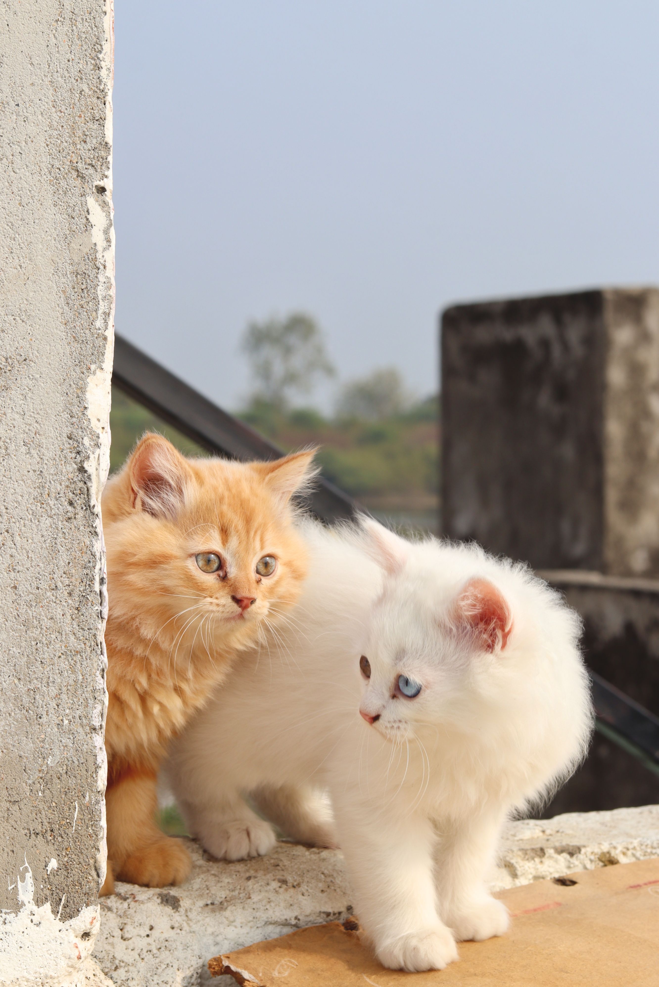 Anak Kucing Berbulu Yang Menggemaskan Menjelajahi Alam Terbuka · Foto ...