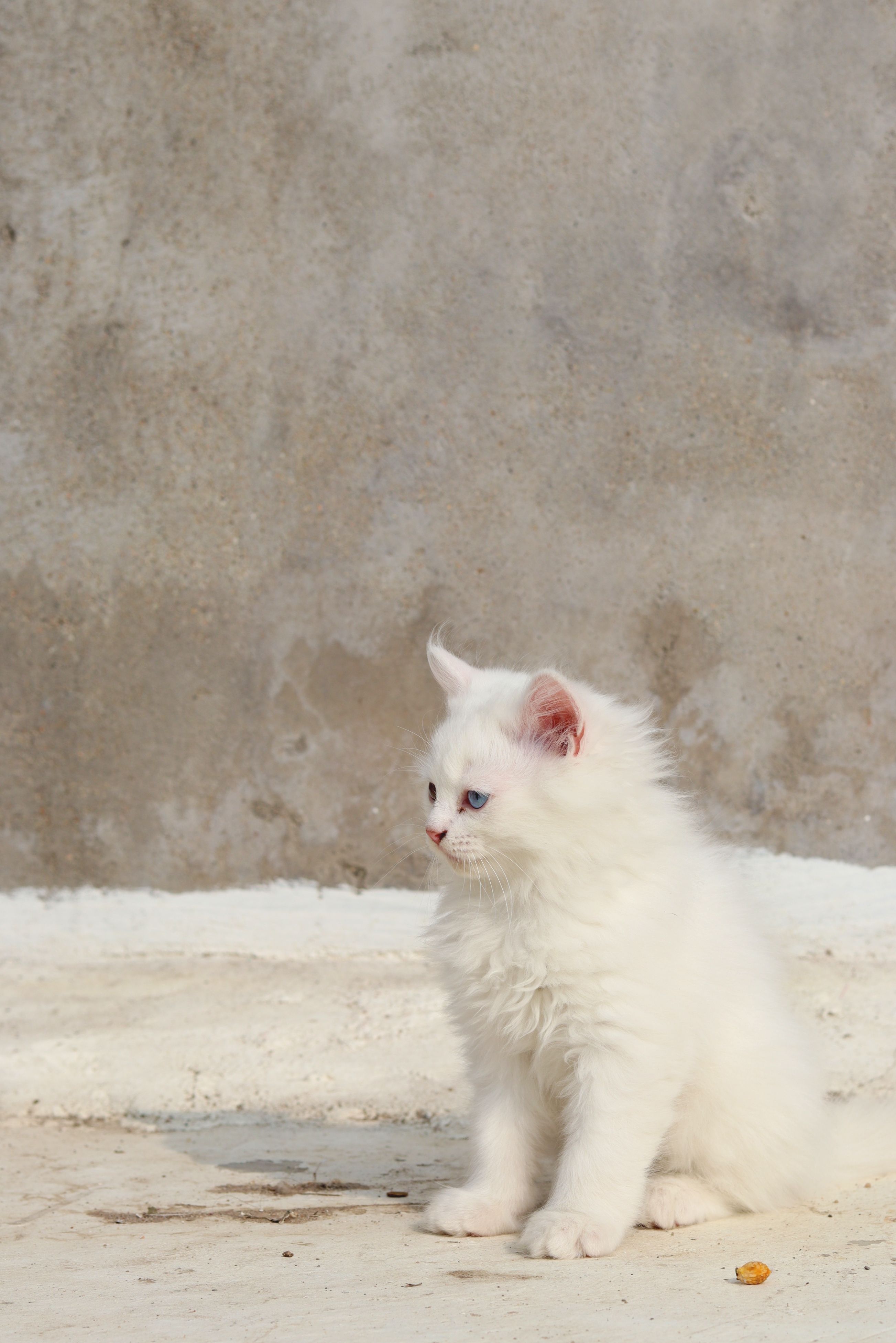 Adorable white kitten with blue eyes sitting in front of a textured wall, bathed in soft light.