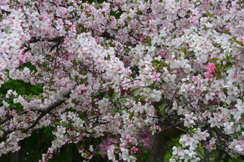 Free Beautiful crabapple tree in full bloom with pink and white flowers in Roseville, Minnesota. Stock Photo