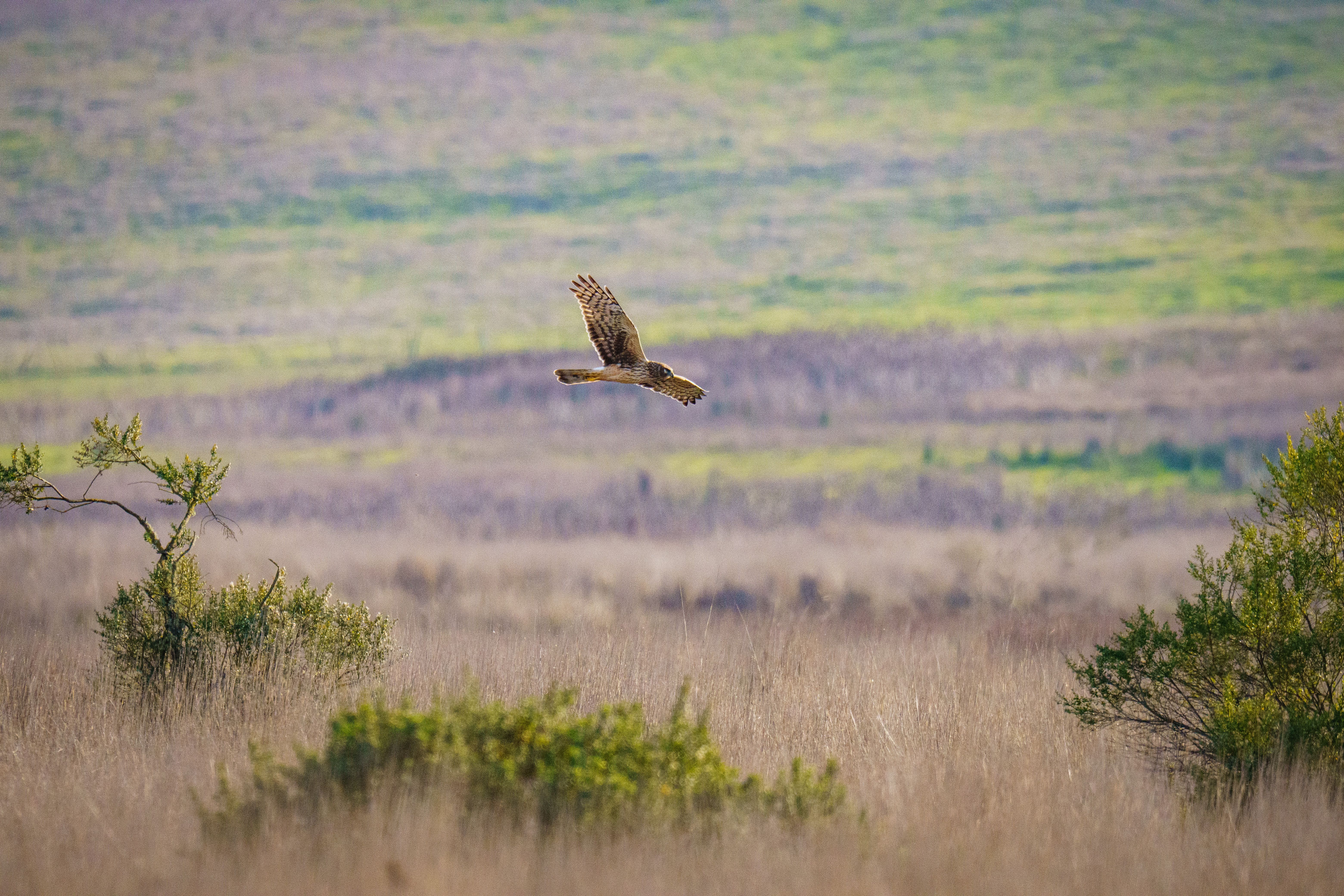 Majestic Hawk Soaring Over Grassland Habitat · Free Stock Photo