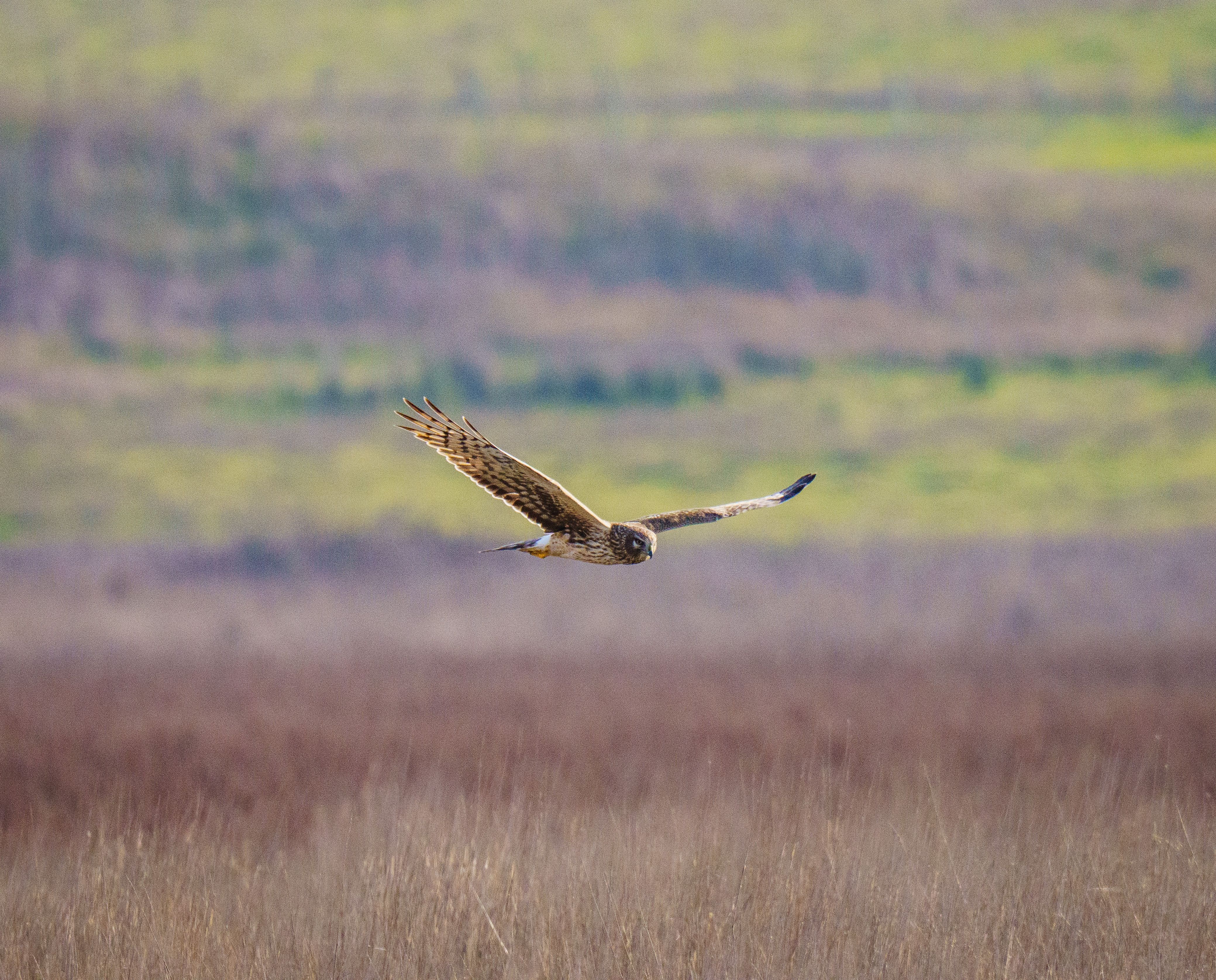 Hen Harrier British bird profile