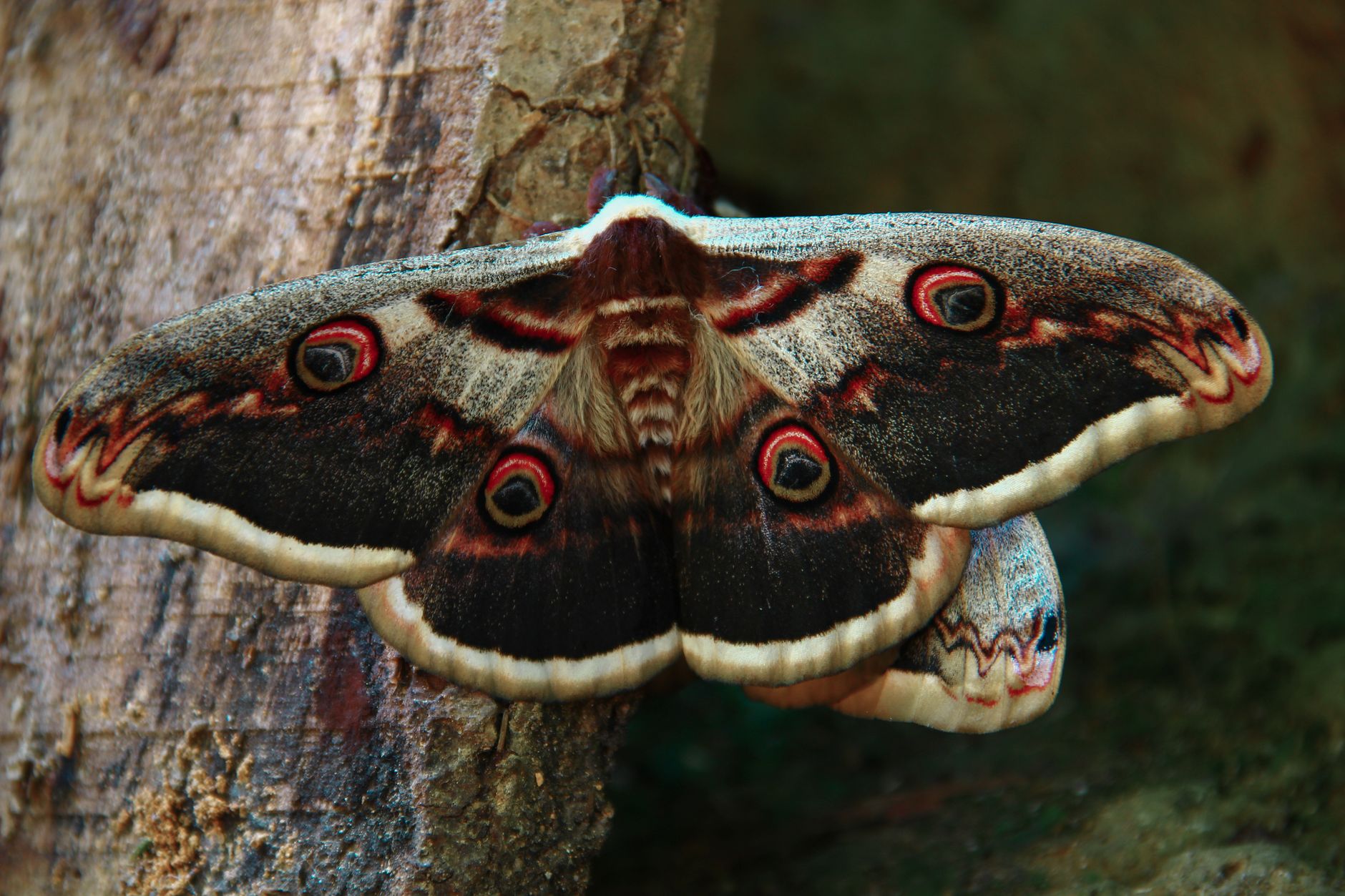 Emperor Moth