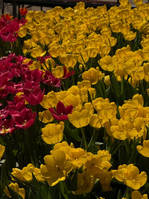 Free A colorful display of vibrant yellow and red tulips in full bloom outdoors. Stock Photo