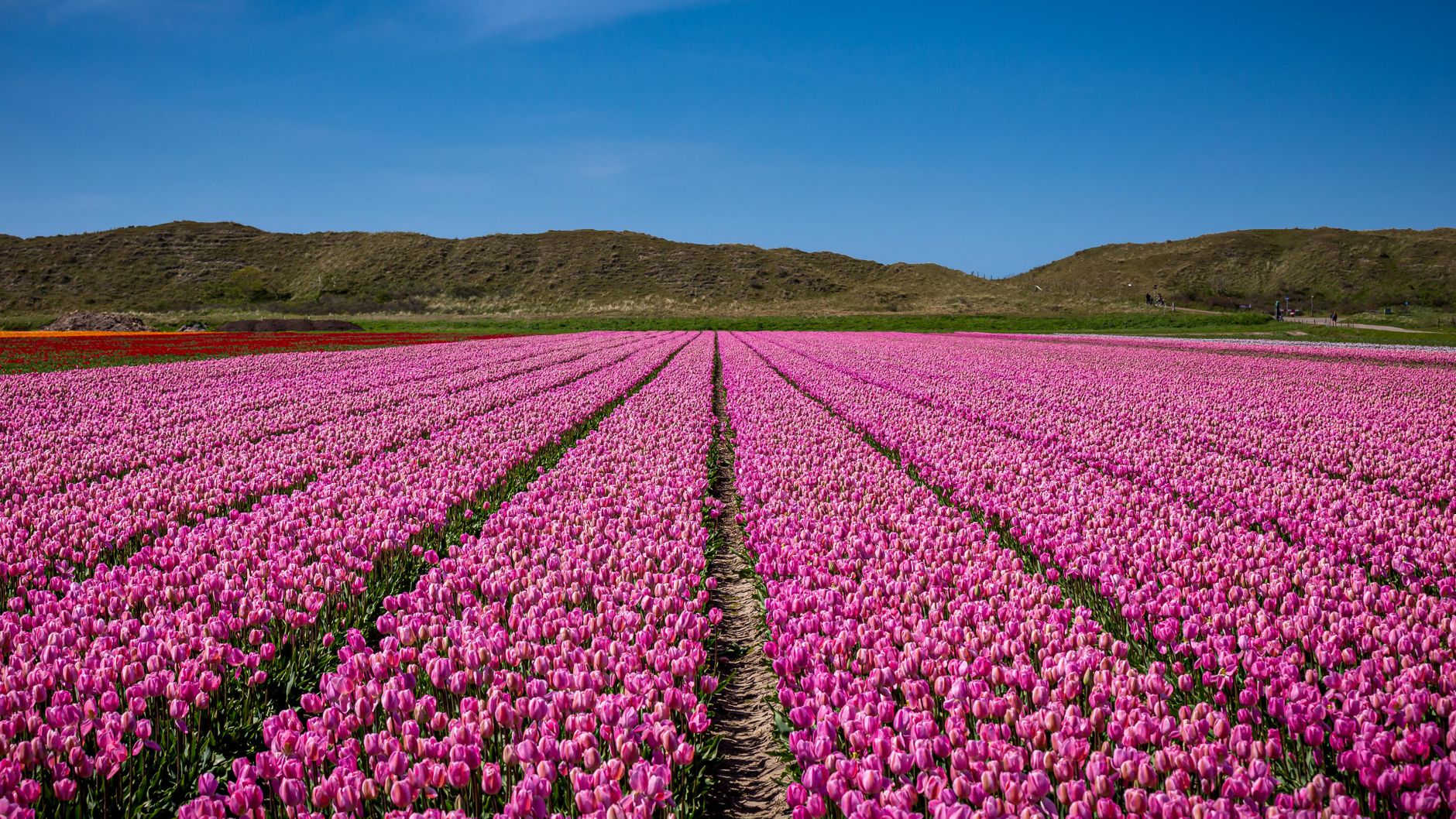 A vibrant and expansive pink tulip field under a clear blue sky in the Netherlands.