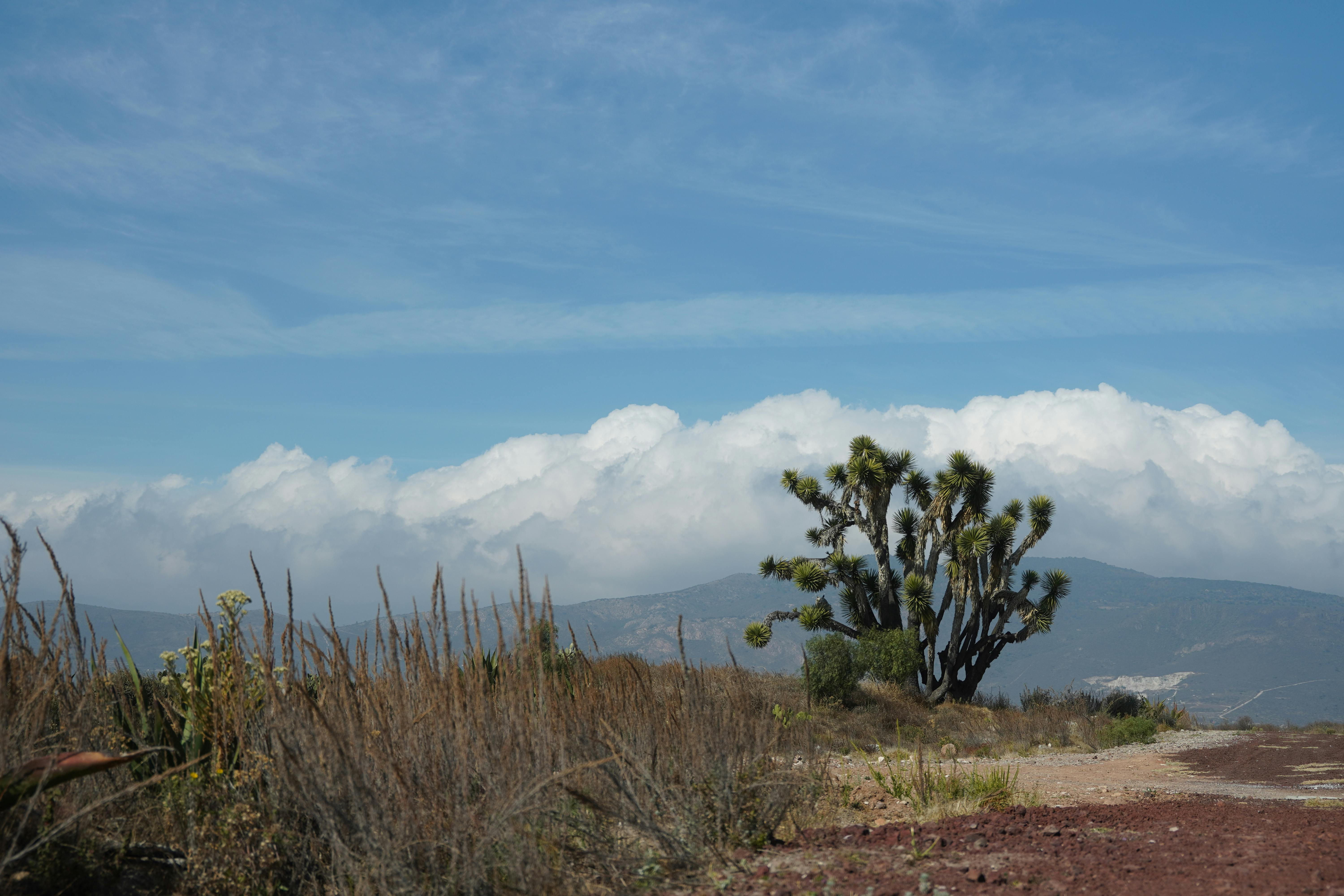 Expansive desert landscape featuring a Joshua tree against a backdrop of clouds and blue sky.