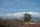 joshua tree