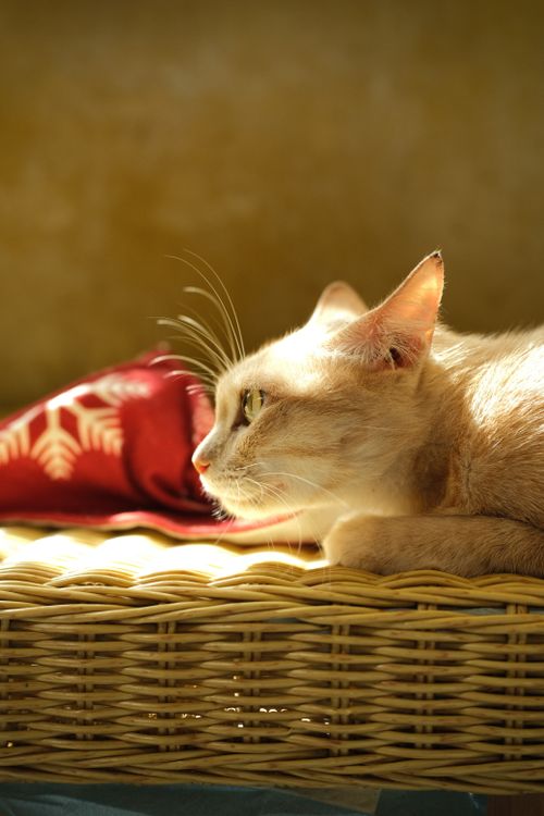 Free A ginger cat lies peacefully on a wicker surface, enjoying warm sunlight. Stock Photo