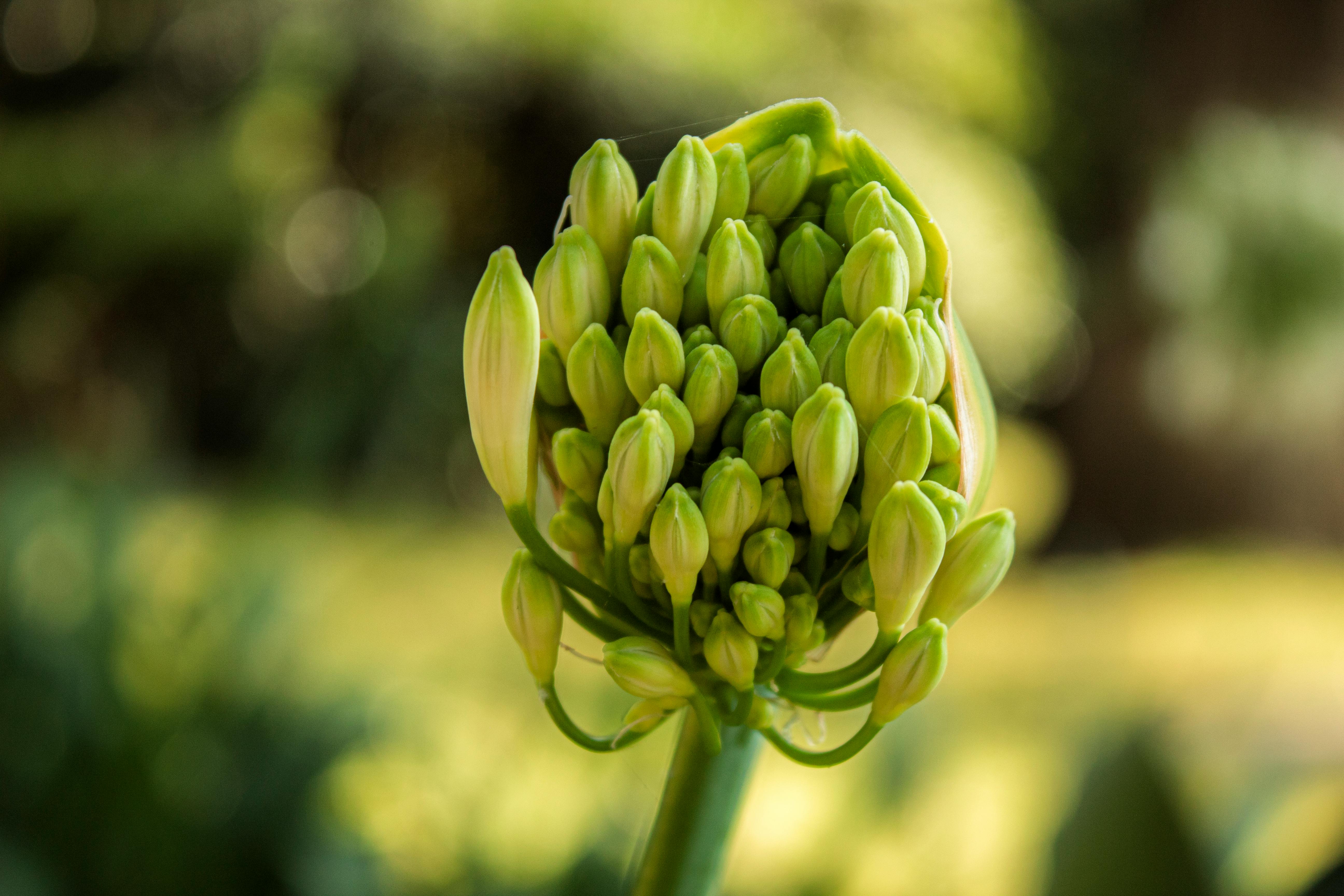 aphids on flower bud