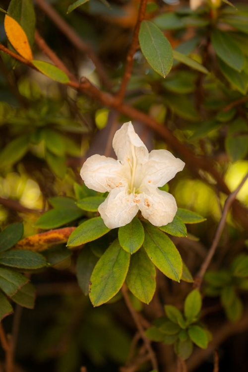 Free Close-up of a white azalea flower amidst vibrant green leaves, captured outdoors. Stock Photo