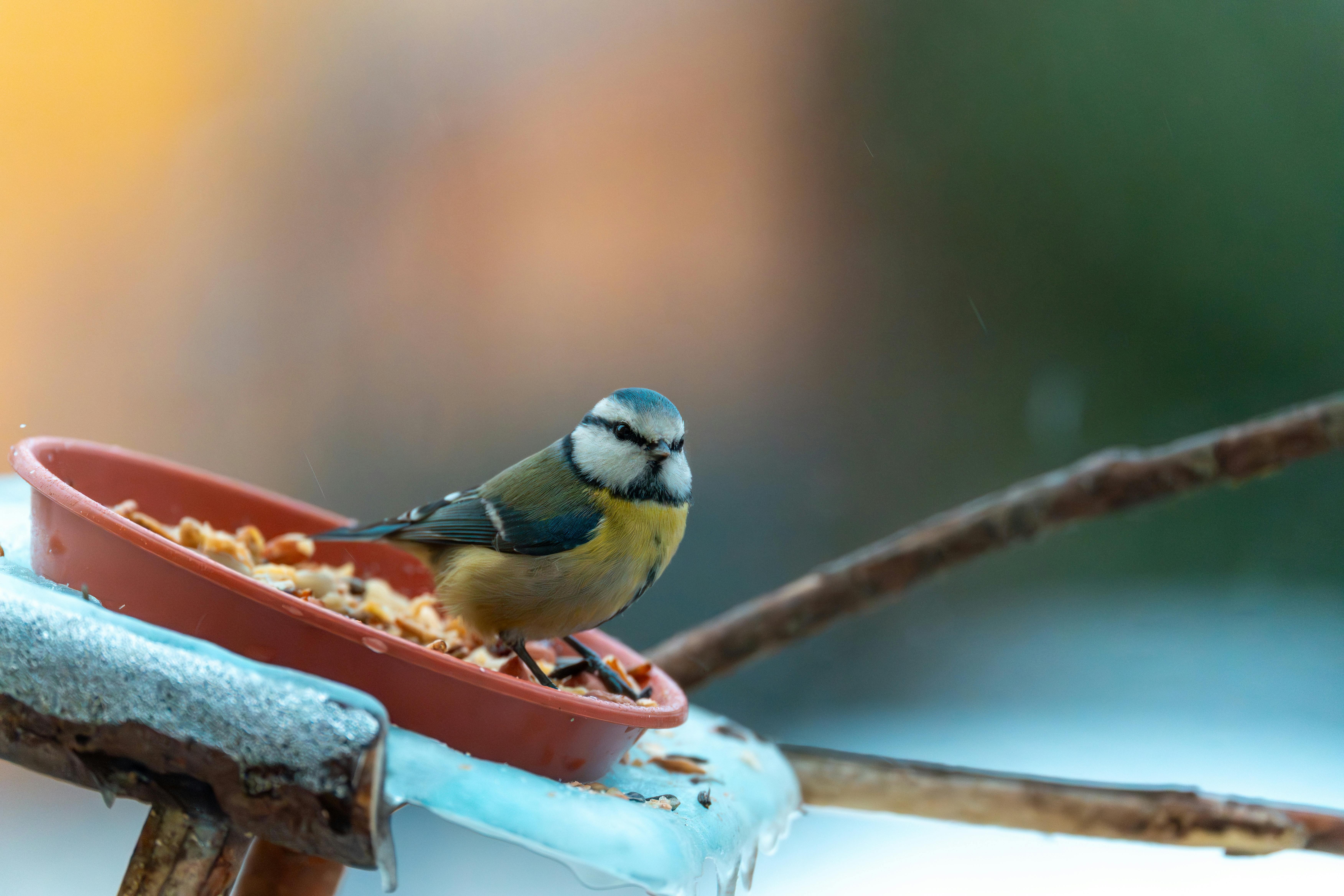 Best Window Bird Feeders for Close Viewing (2026)