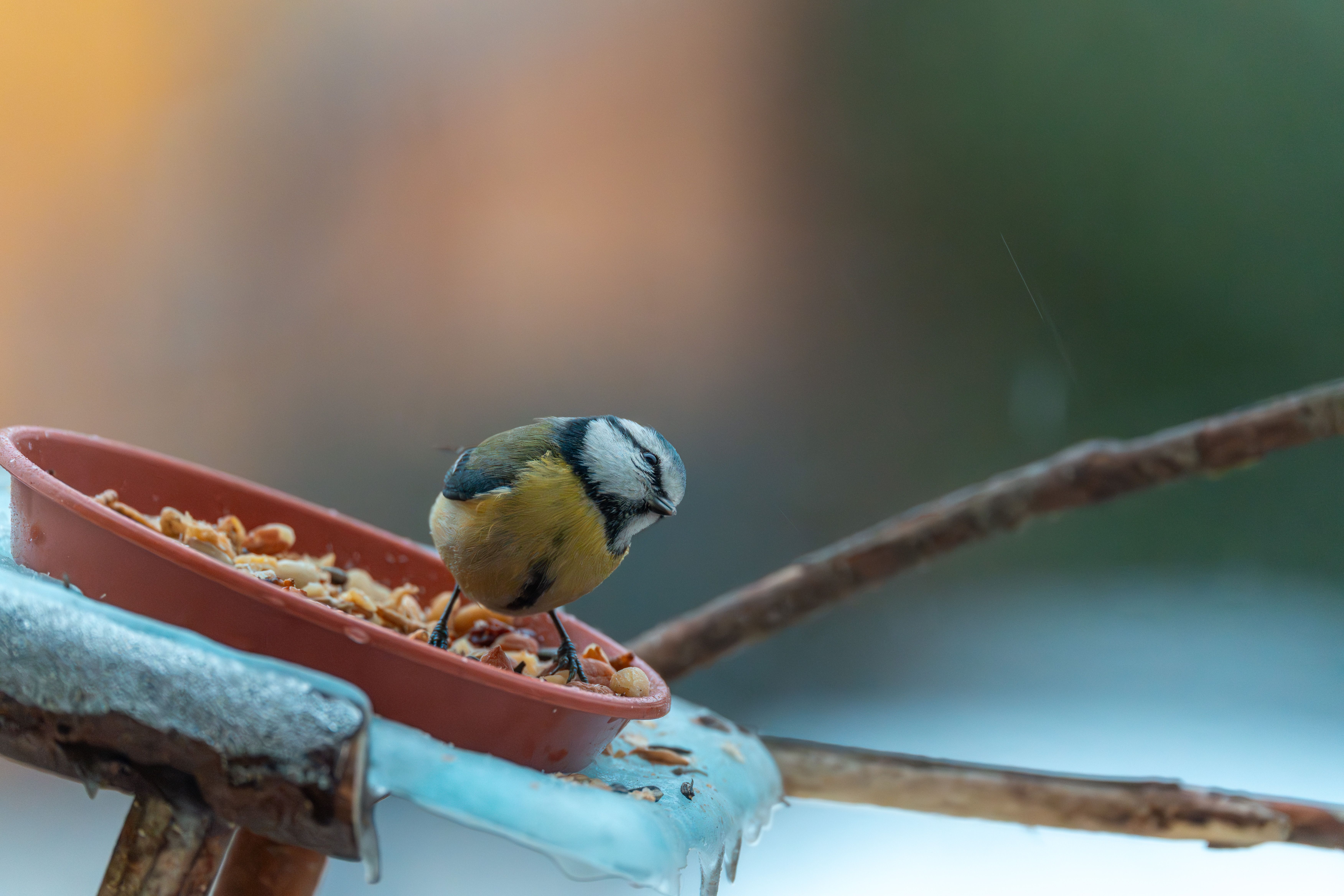 Close-up of a Blue Tit (Cyanistes caeruleus) eating in a garden during winter.