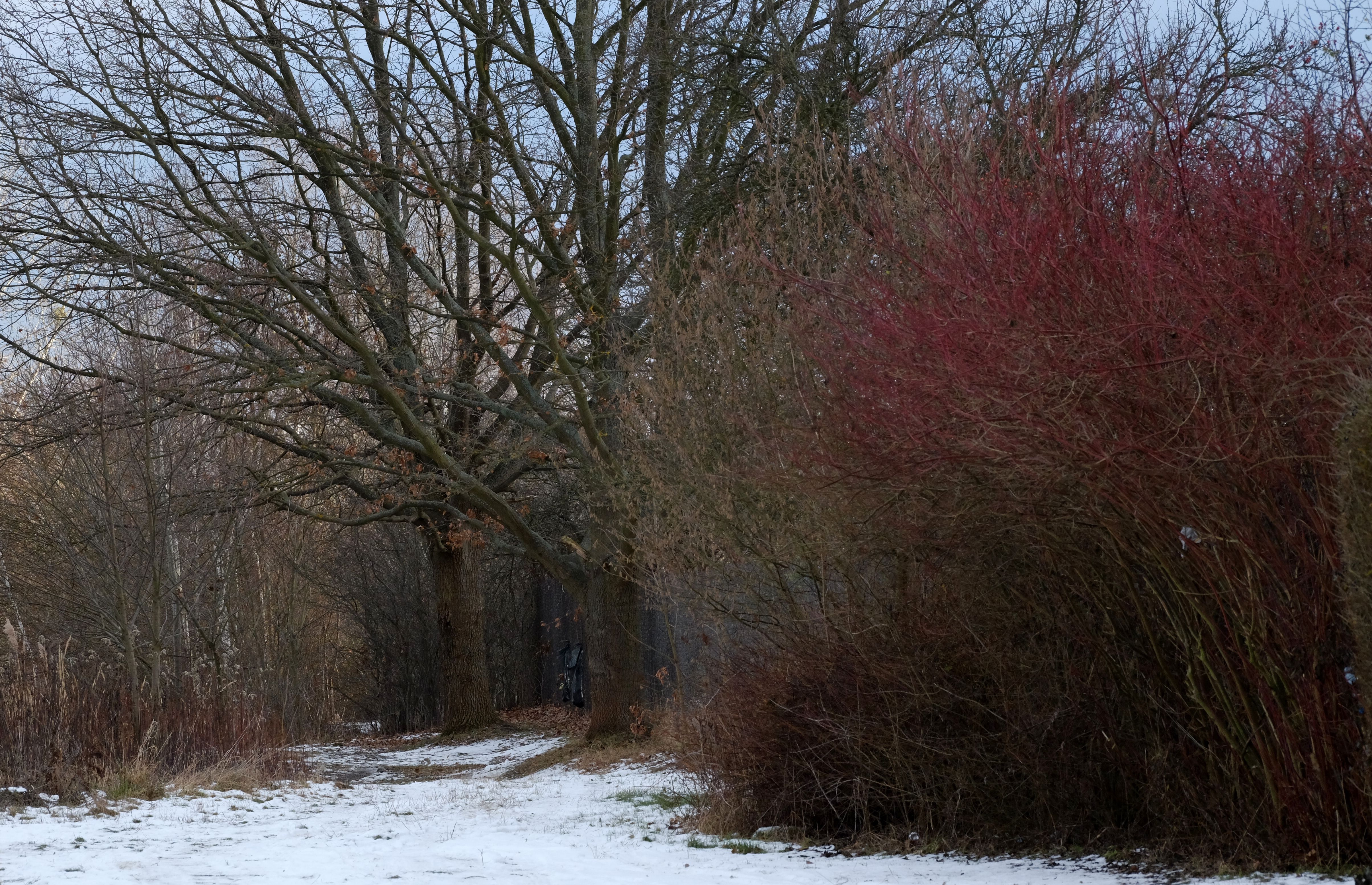 Winter Landscape with Bare Trees and Red Bushes · Free Stock Photo