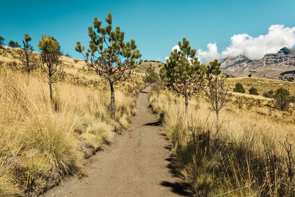 A dirt path through a mountainous landscape with trees and grasses under a bright blue sky.