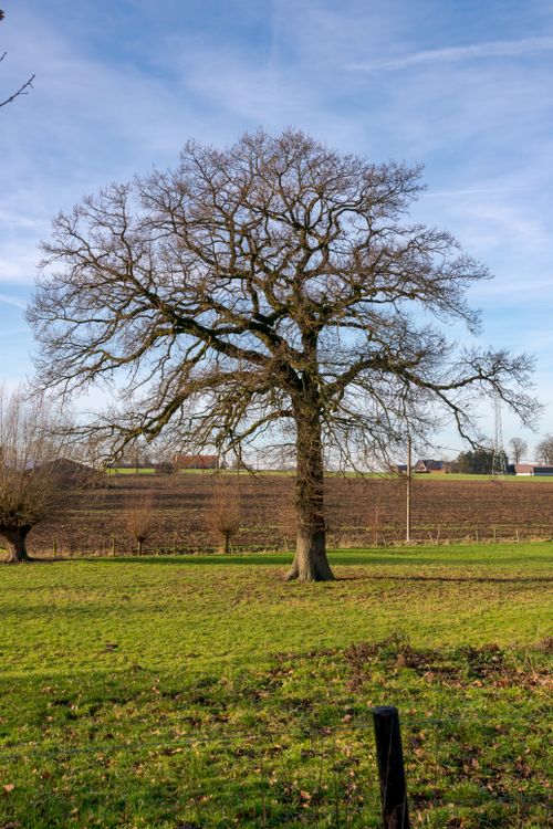Free Oak tree in a vast green field under a bright blue sky in Coesfeld, Germany. Stock Photo