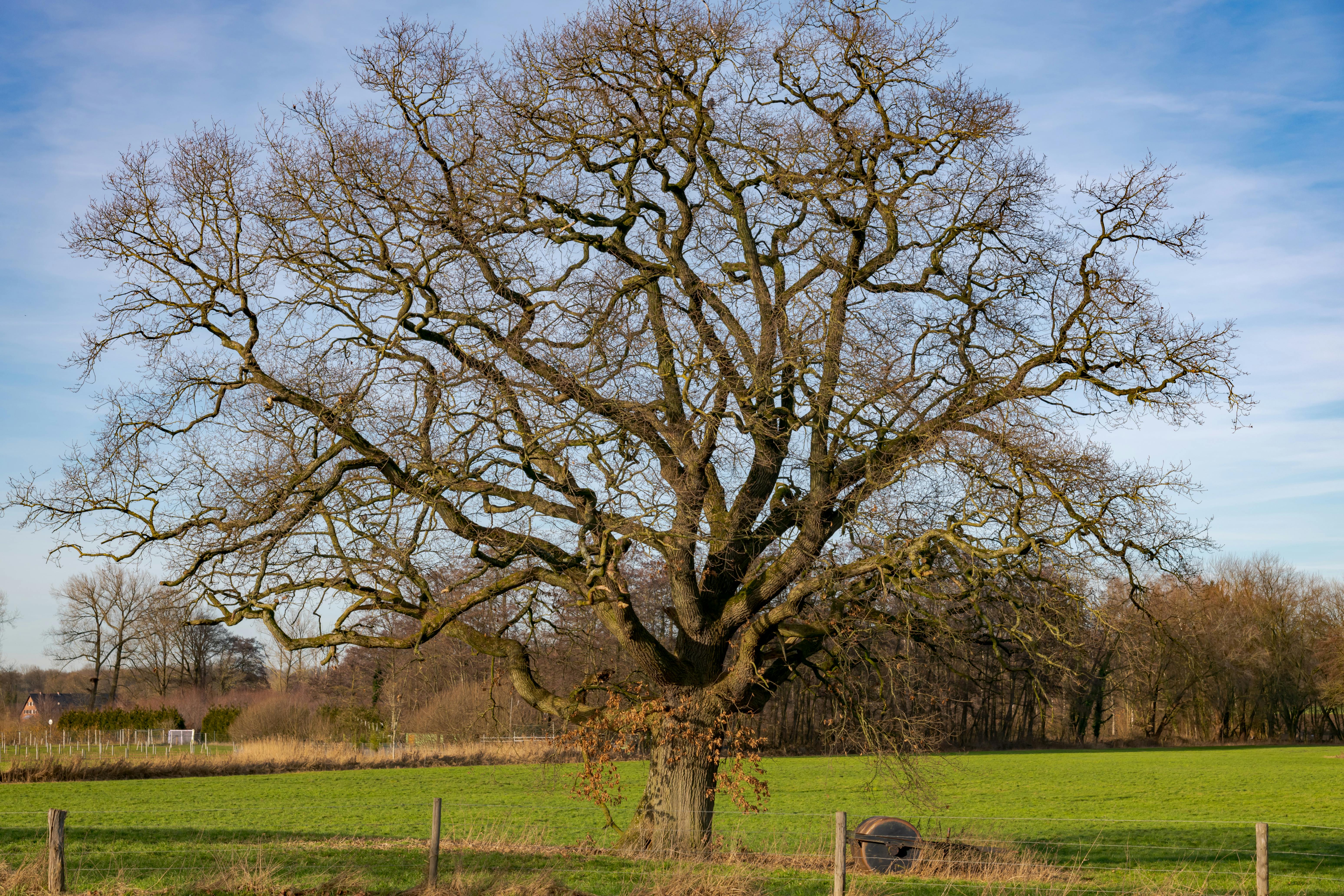 Un chêne majestueux se dresse au milieu d'un champ verdoyant sous un ciel bleu à Coesfeld, en Allemagne.