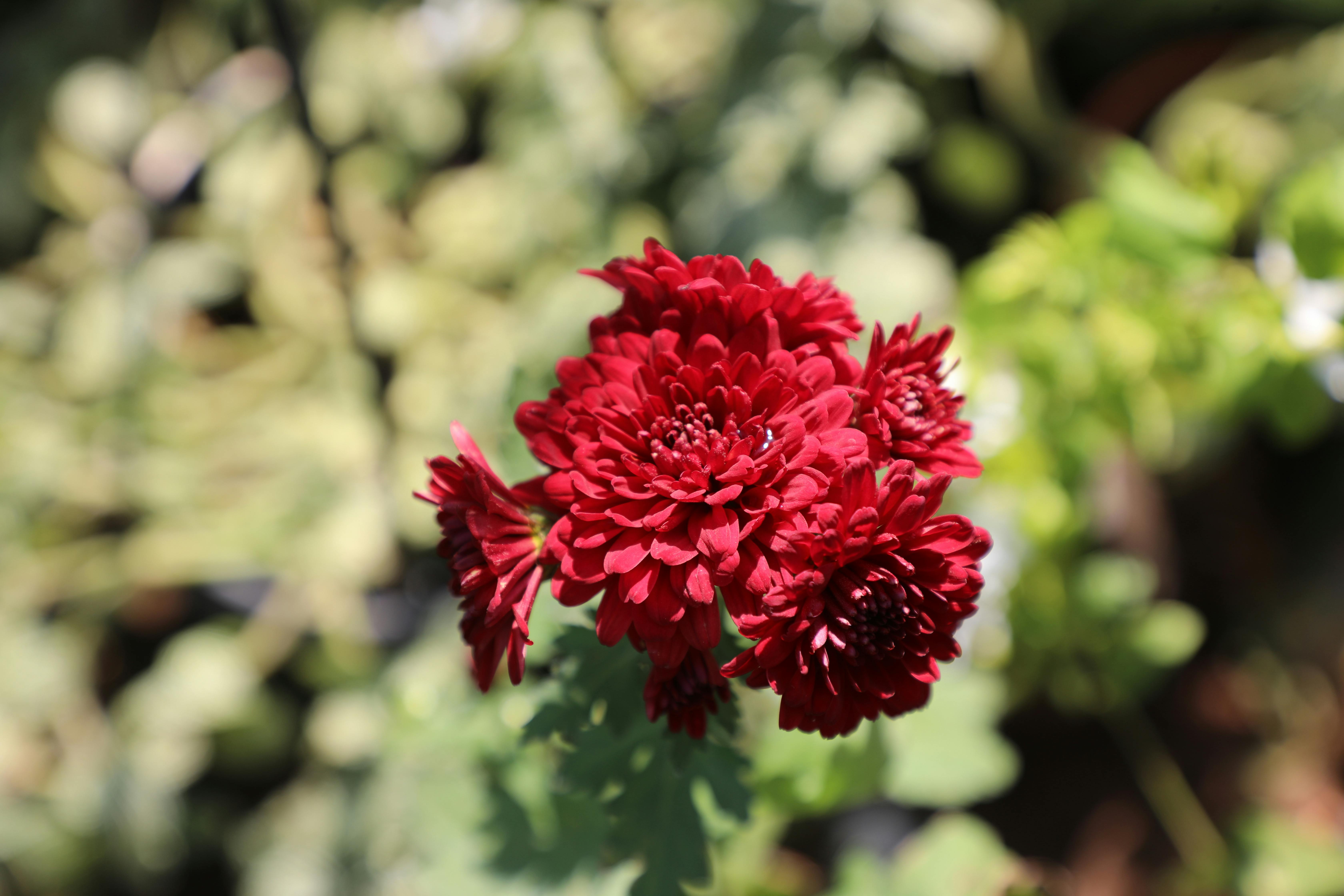 [ColoSach]-vibrant-red-chrysanthemum-flowers-blooming-with-a-blurred-green-background.