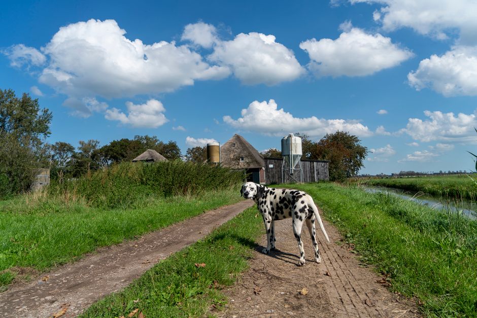 Dalmatian dog standing on a rural path under blue skies with picturesque farm scenery.