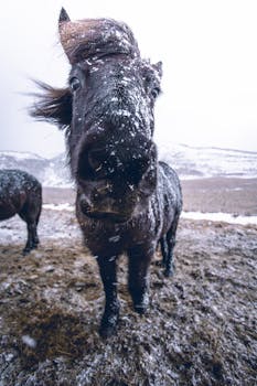 雪地中冰岛马的特写镜头，展现了它粗犷的美丽