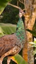 Wild Green Peafowl in Natural Habitat
