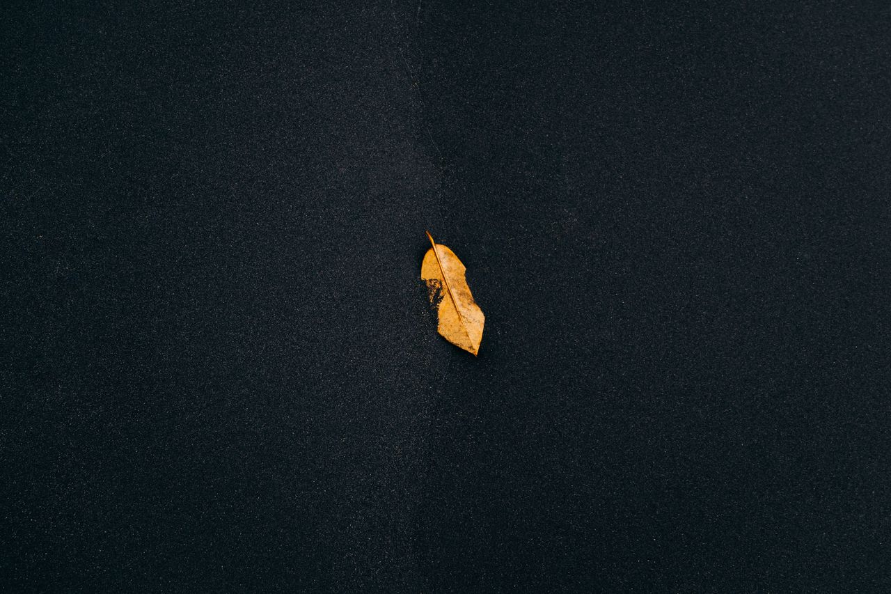 minimalist photo of a single yellow leaf on a dark textured background