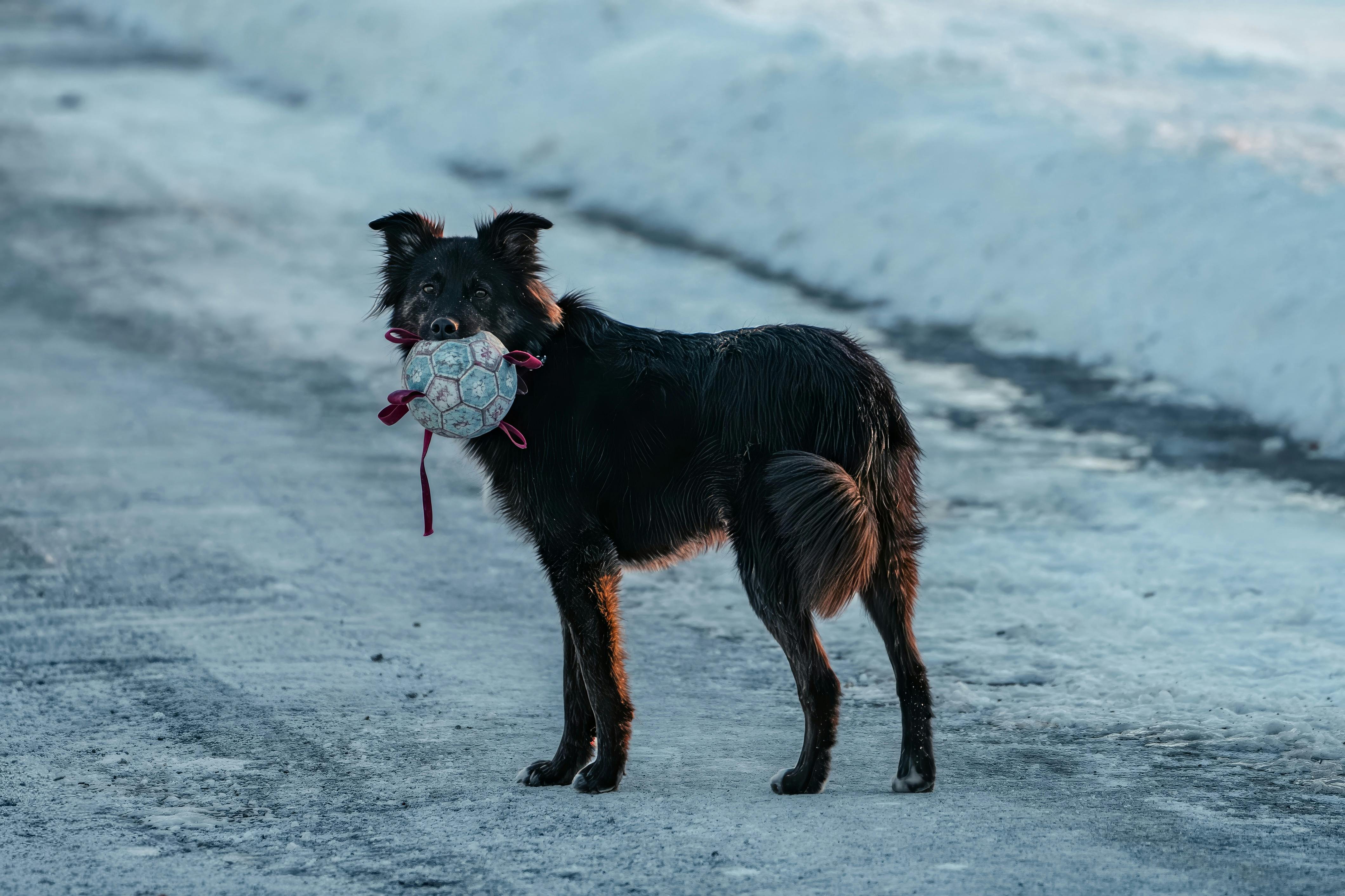 Winter weather pet safety tips from Kansas City animal experts — Photo by Cara Denison on Pexels
