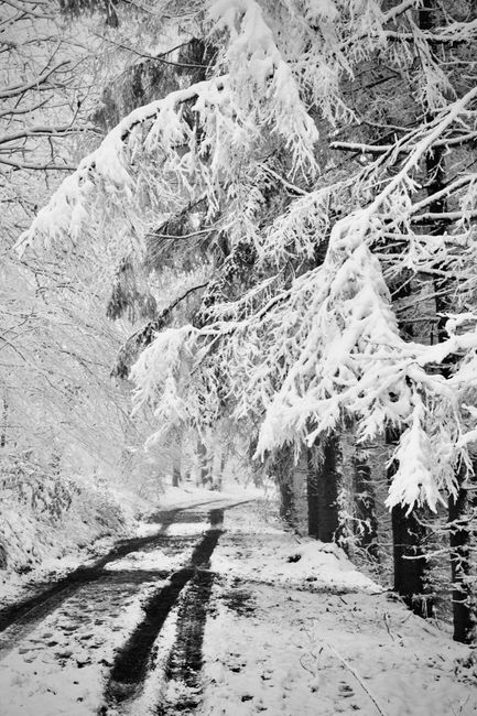 A tranquil forest pathway covered in snow, perfect for winter landscapes.