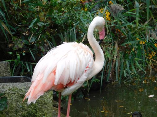 Free A graceful flamingo standing beside a pond surrounded by lush green foliage. Stock Photo