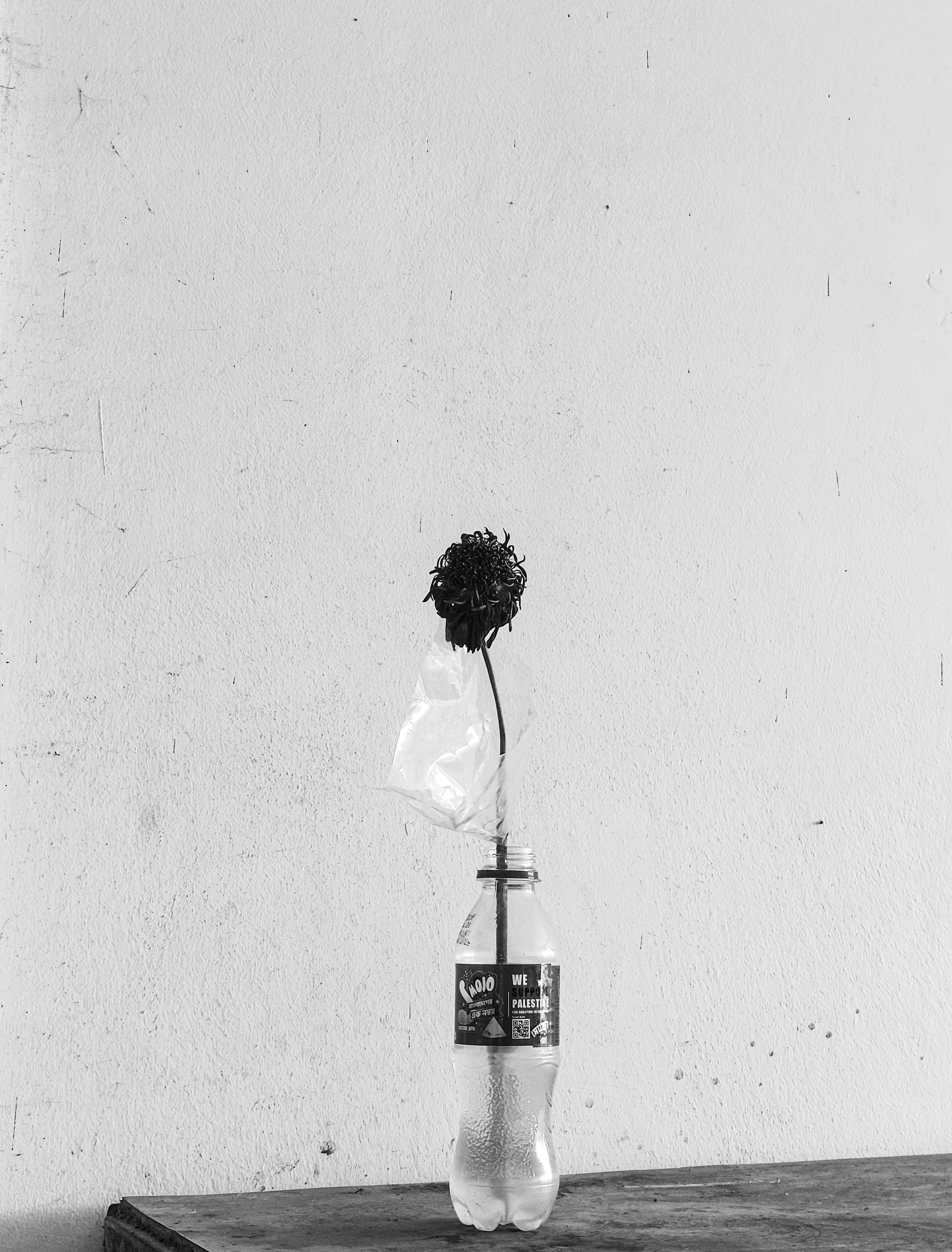 grátis Uma flor seca solitária dentro de uma garrafa de plástico contra uma parede texturizada. Foto profissional