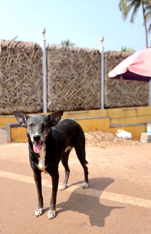 Free A stray dog stands on a sunny street in Goa, India with a vibrant backdrop. Stock Photo
