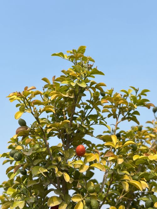 Free A lush citrus tree with ripe fruit against a clear blue sky. Stock Photo