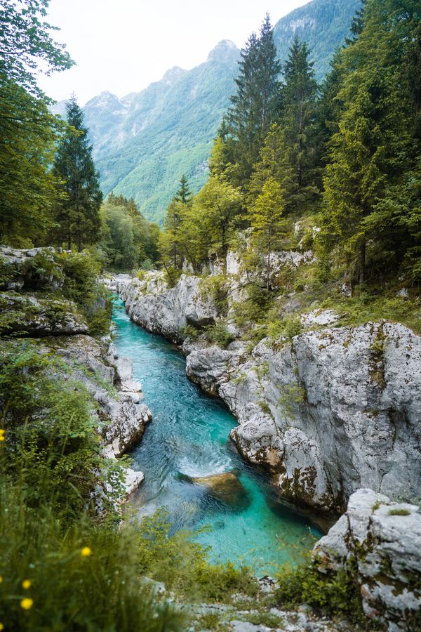 A river flowing through a forest with green trees · Free Stock Photo