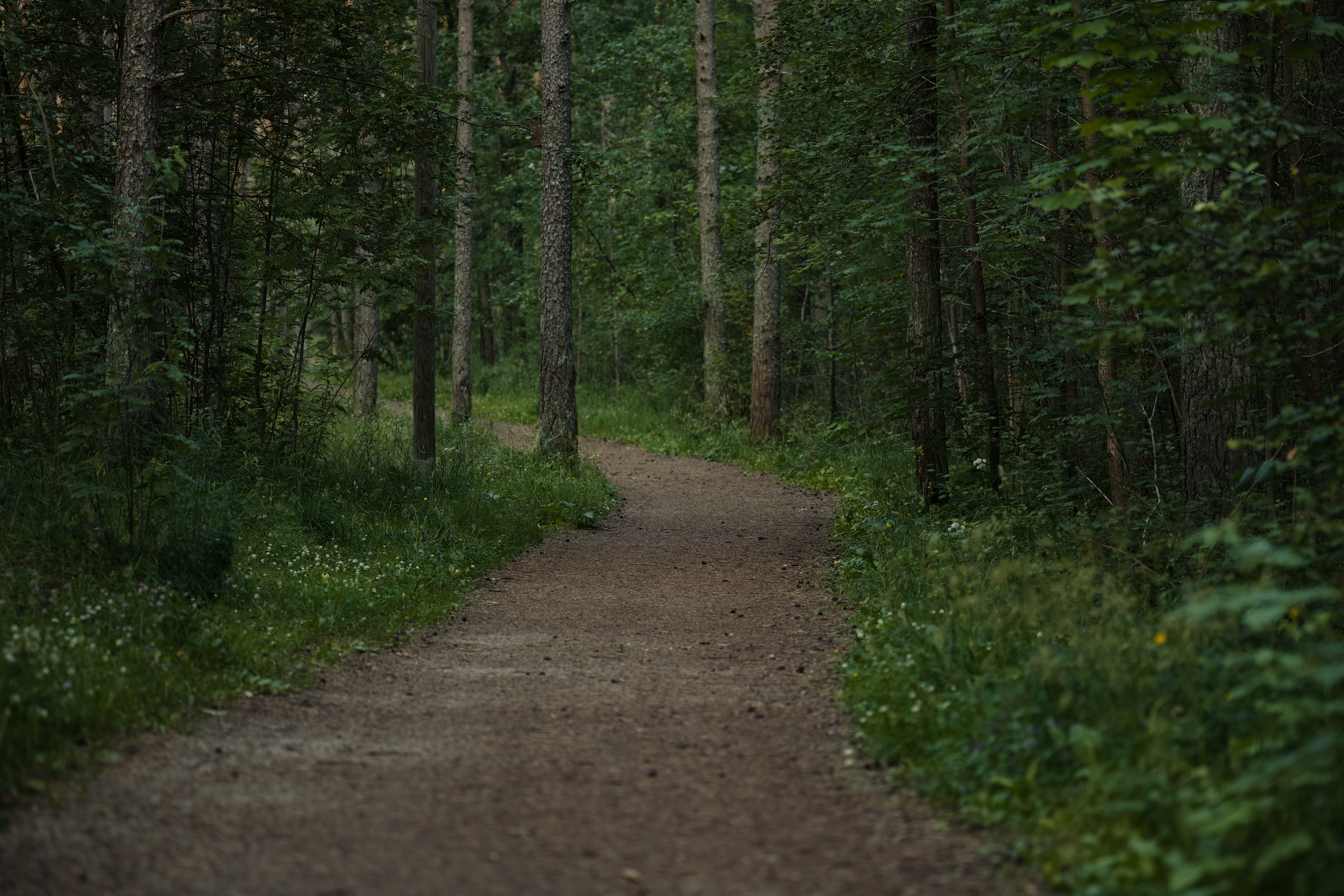 Serene Forest Pathway Surrounded by Lush Green Foliage · Free Stock Photo