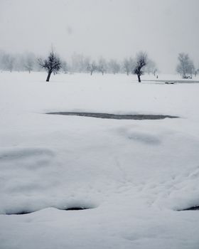 A serene winter landscape with snow-covered trees and open fields under a quiet, cloudy sky.