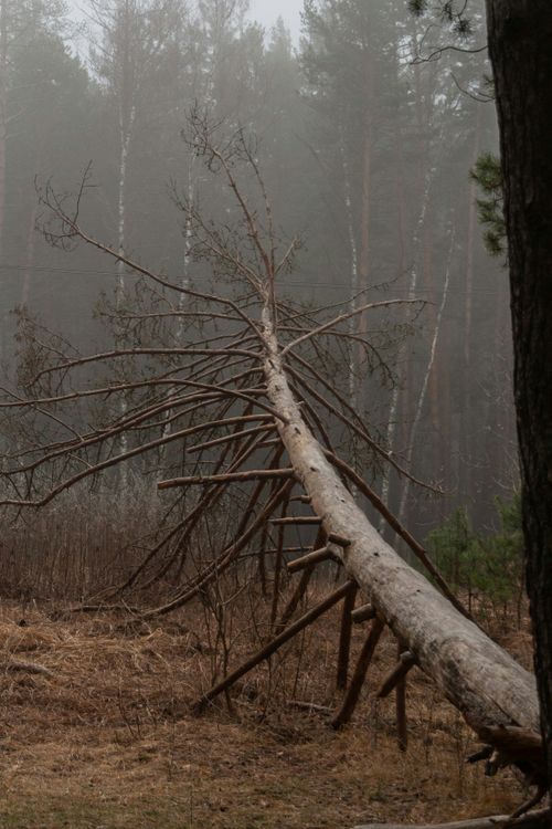 Fallen Tree in Misty Forest Landscape · Free Stock Photo