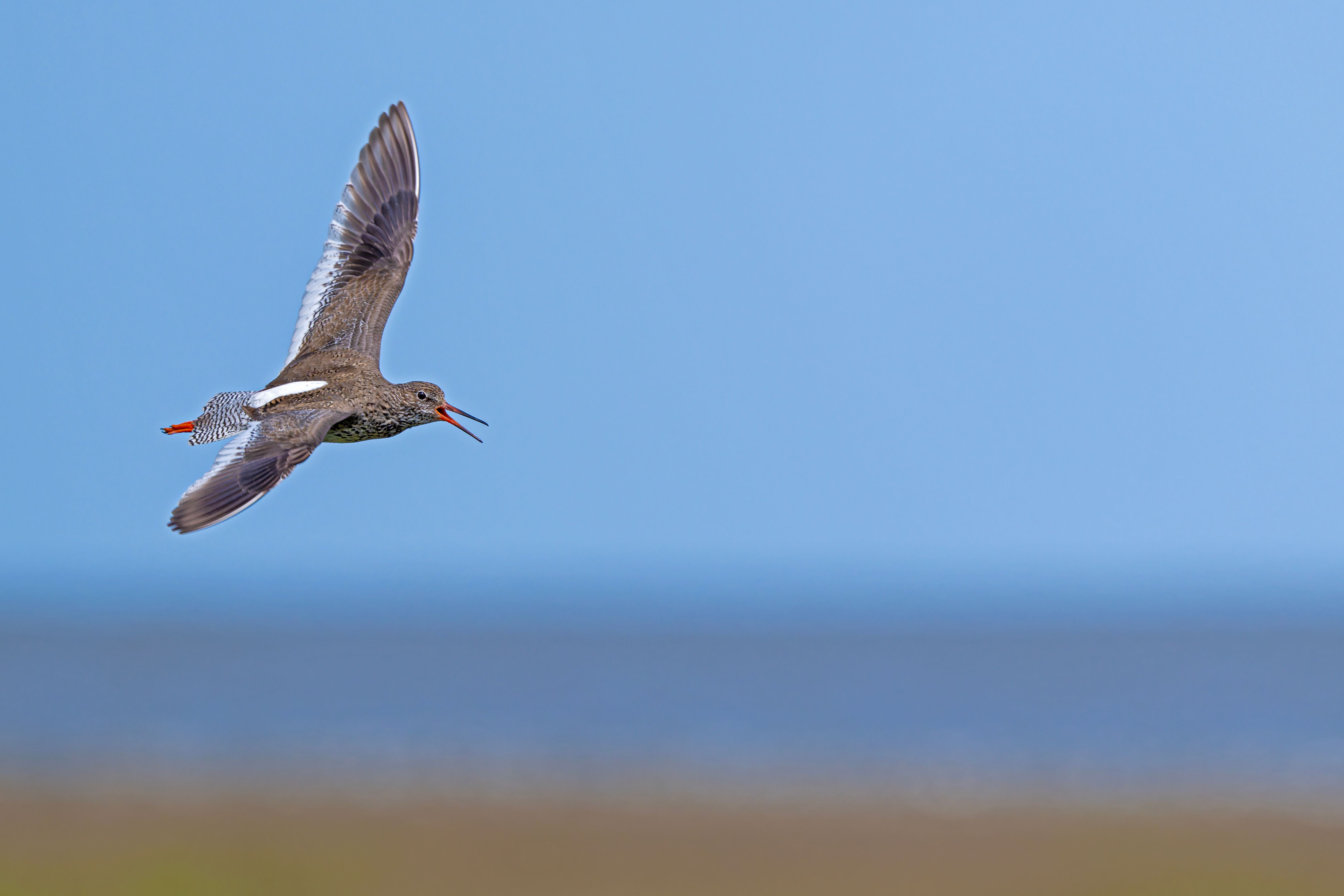 Redshank in Flight Over Hattstedtermarsch · Free Stock Photo